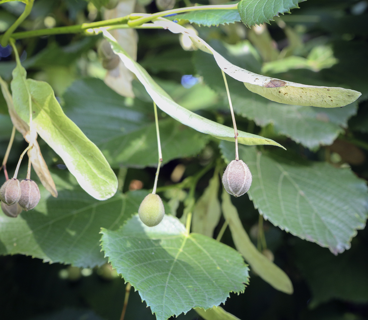 Изображение особи Tilia platyphyllos.