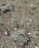 Artemisia lessingiana