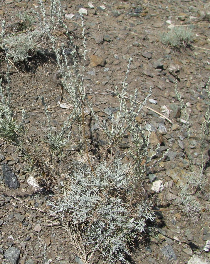 Image of Artemisia lessingiana specimen.