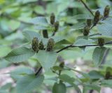 Betula chichibuensis. Соплодия и листья. Москва, ГБС РАН, дендрарий. 29.08.2021.
