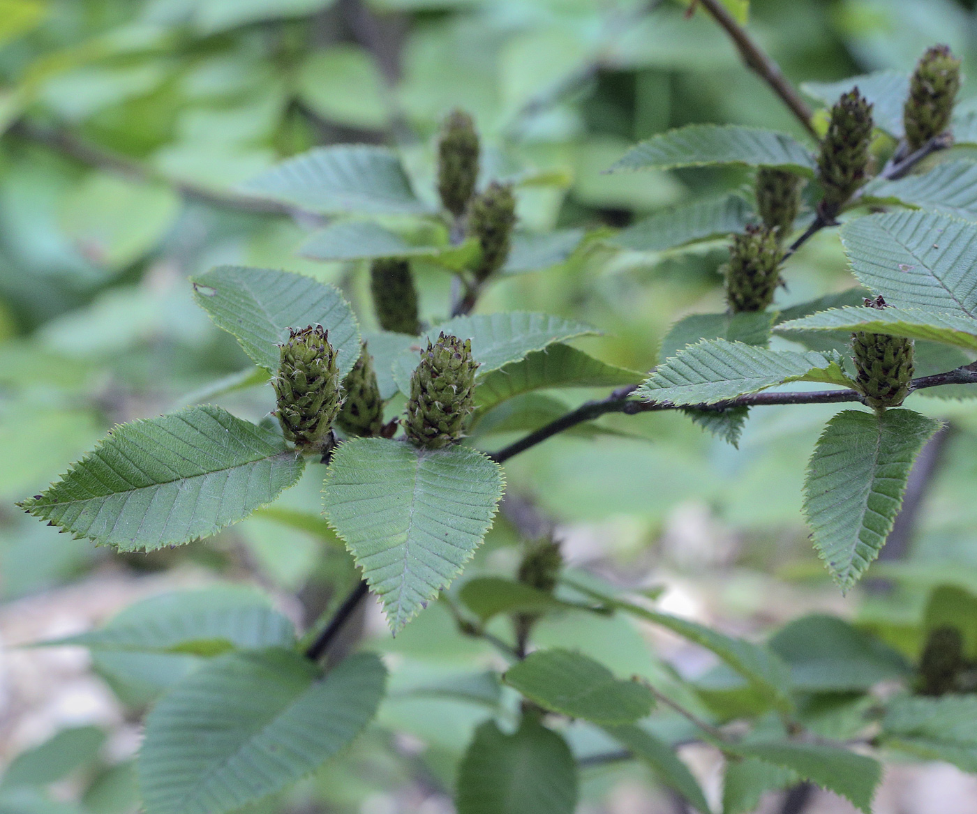 Изображение особи Betula chichibuensis.