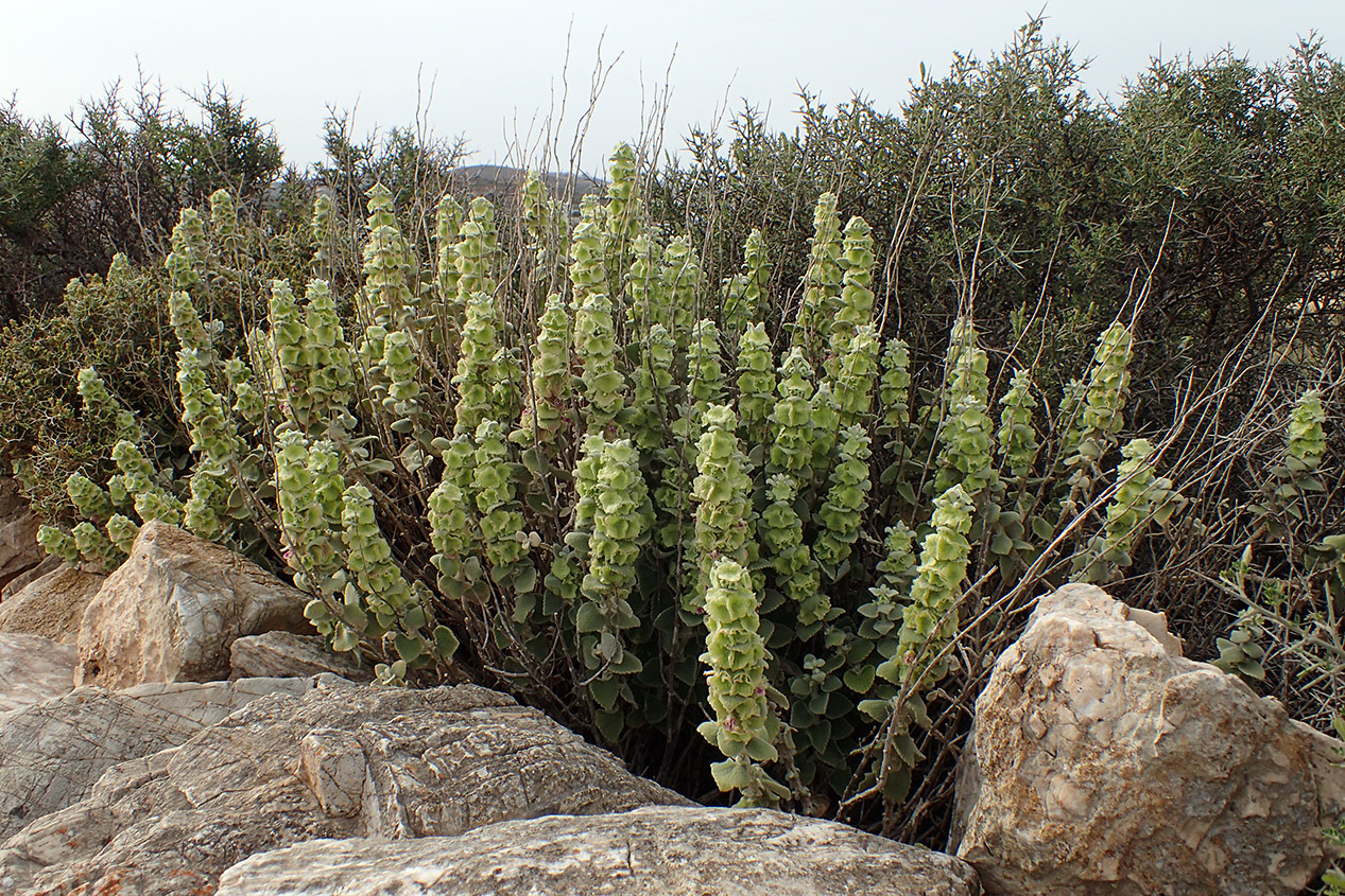 Image of Ballota acetabulosa specimen.