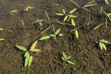 Persicaria amphibia. Вегетирующие растения в сообществе с Elodea canadensis. Псковская обл., Пустошкинский р-н, окр. дер. Кузнецово, оз. Островито, прибрежное мелководье. 30.07.2021.