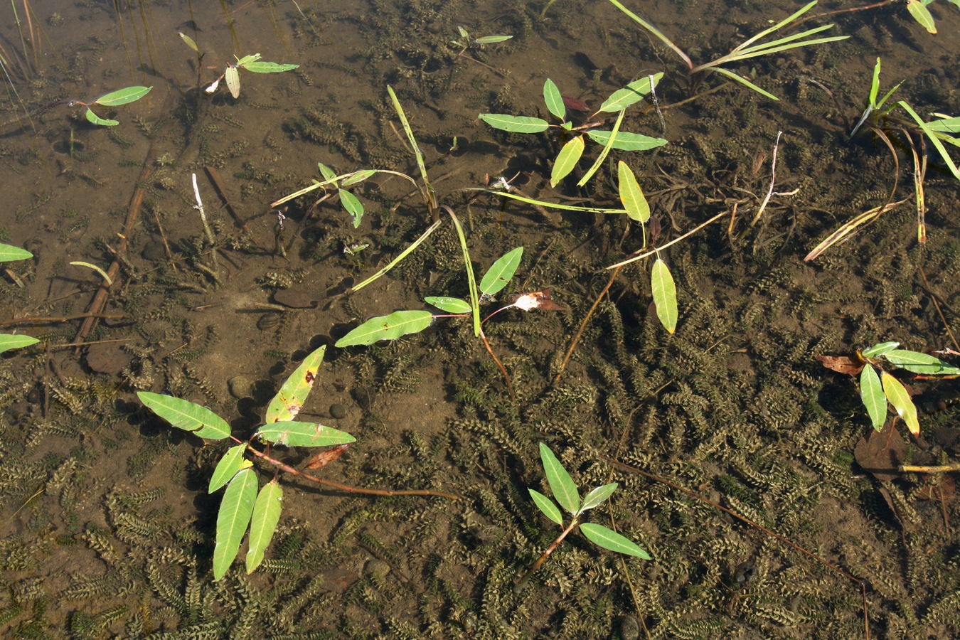 Image of Persicaria amphibia specimen.