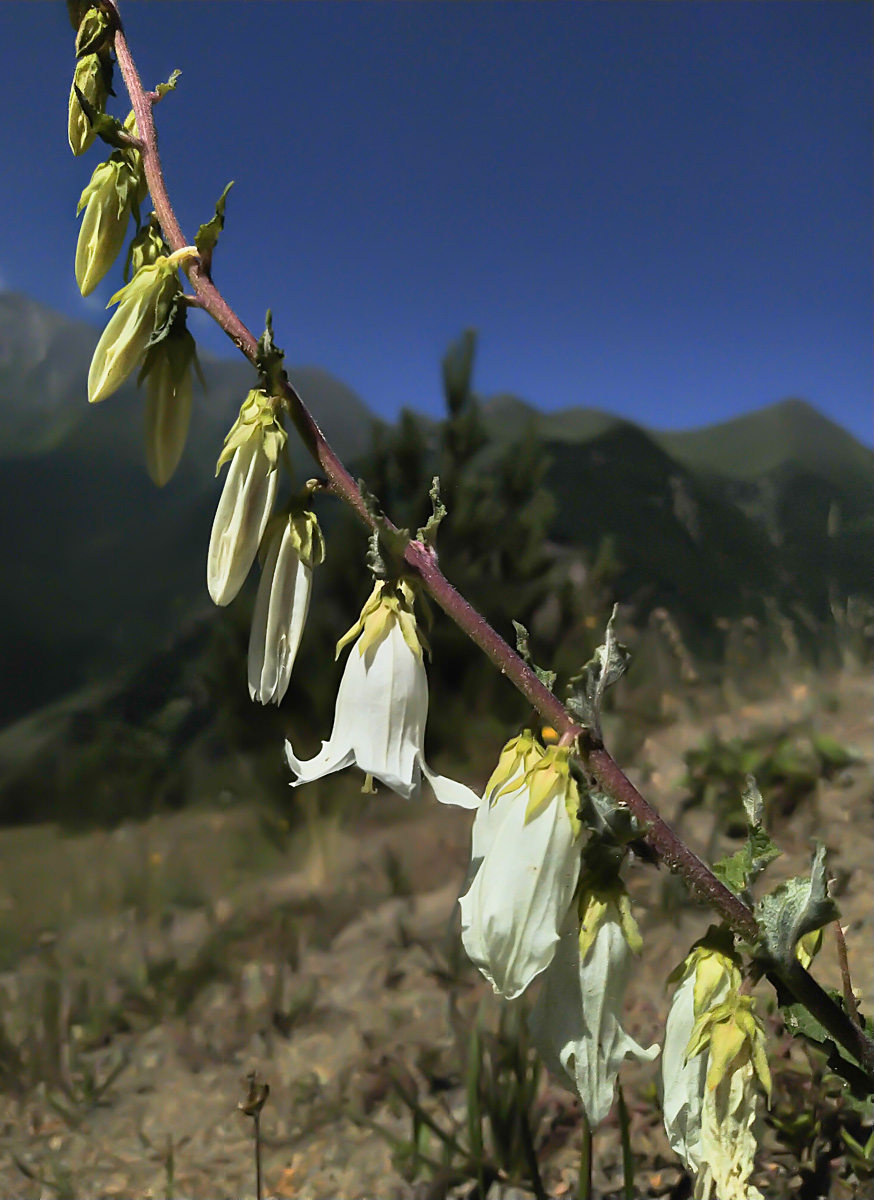 Image of Campanula alliariifolia specimen.