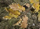 genus Quercus. Верхушка побега с почками и листьями в осенней окраске. Испания, Каталония, пров. Барселона, комарка Осона, муниципалитет Рупит-и-Пруит, окр. водопада Сальт-де-Сальент, ≈802 м н.у.м., край плато, древесно-кустарниковое сообщество. 15.12.2021.