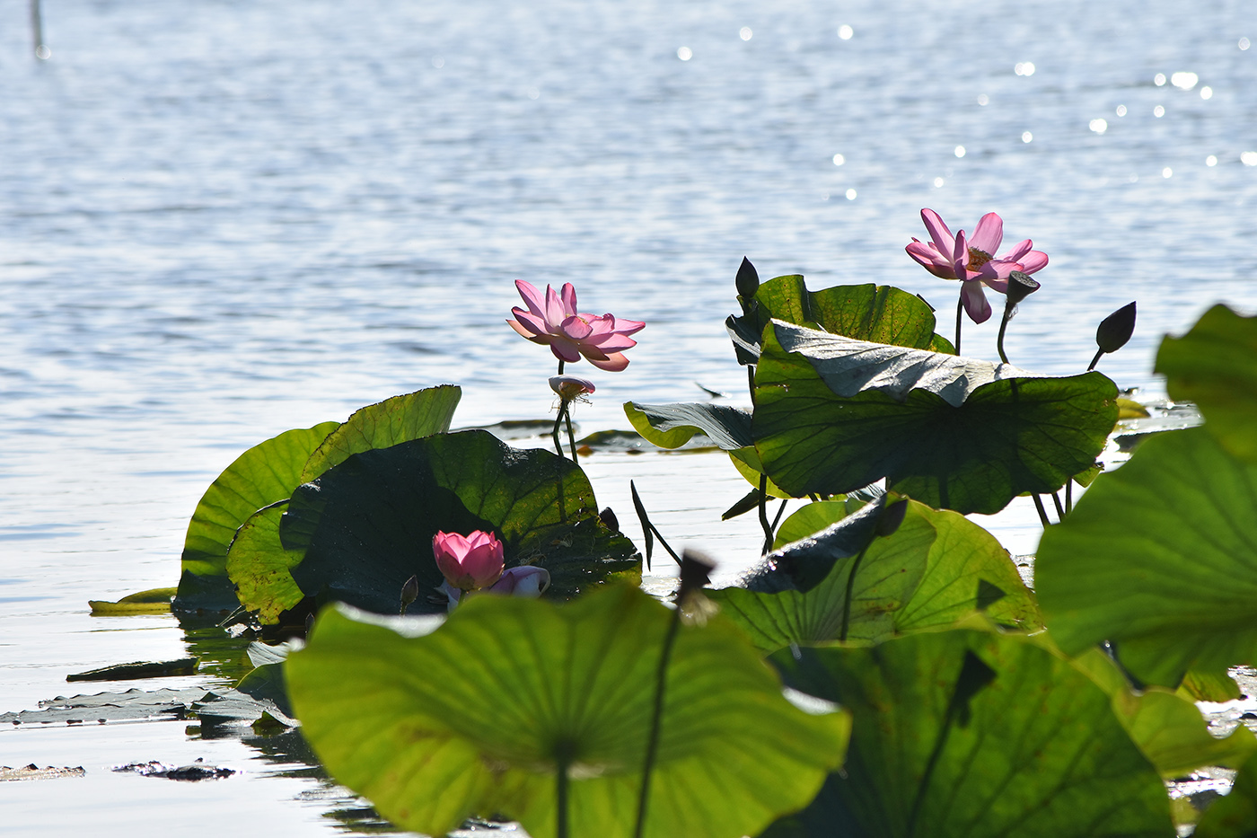 Image of Nelumbo caspica specimen.