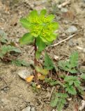 Euphorbia helioscopia