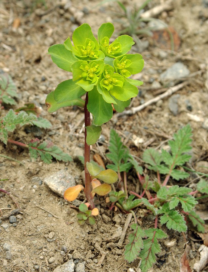 Изображение особи Euphorbia helioscopia.