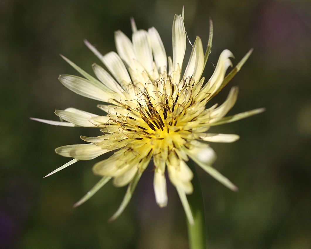 Image of Tragopogon dubius specimen.