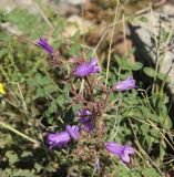 genus Campanula