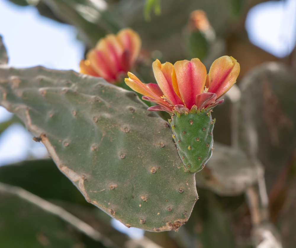 Image of Opuntia tomentosa specimen.