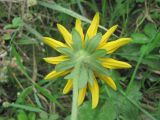 Rudbeckia hirta