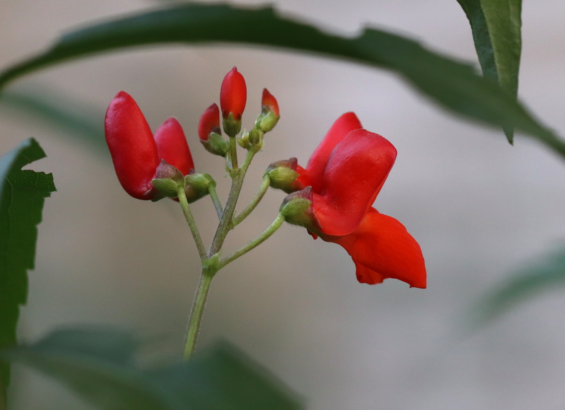 Изображение особи Phaseolus coccineus.