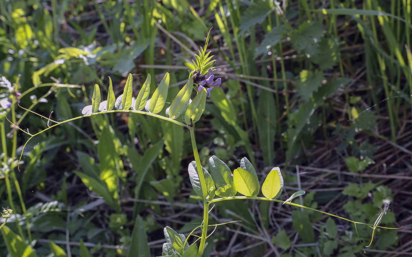 Image of Vicia sepium specimen.
