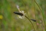 Plantago lanceolata. Соцветие. Крым, Караларский природный парк, бухта Шелковица, степь. 07.05.2021.