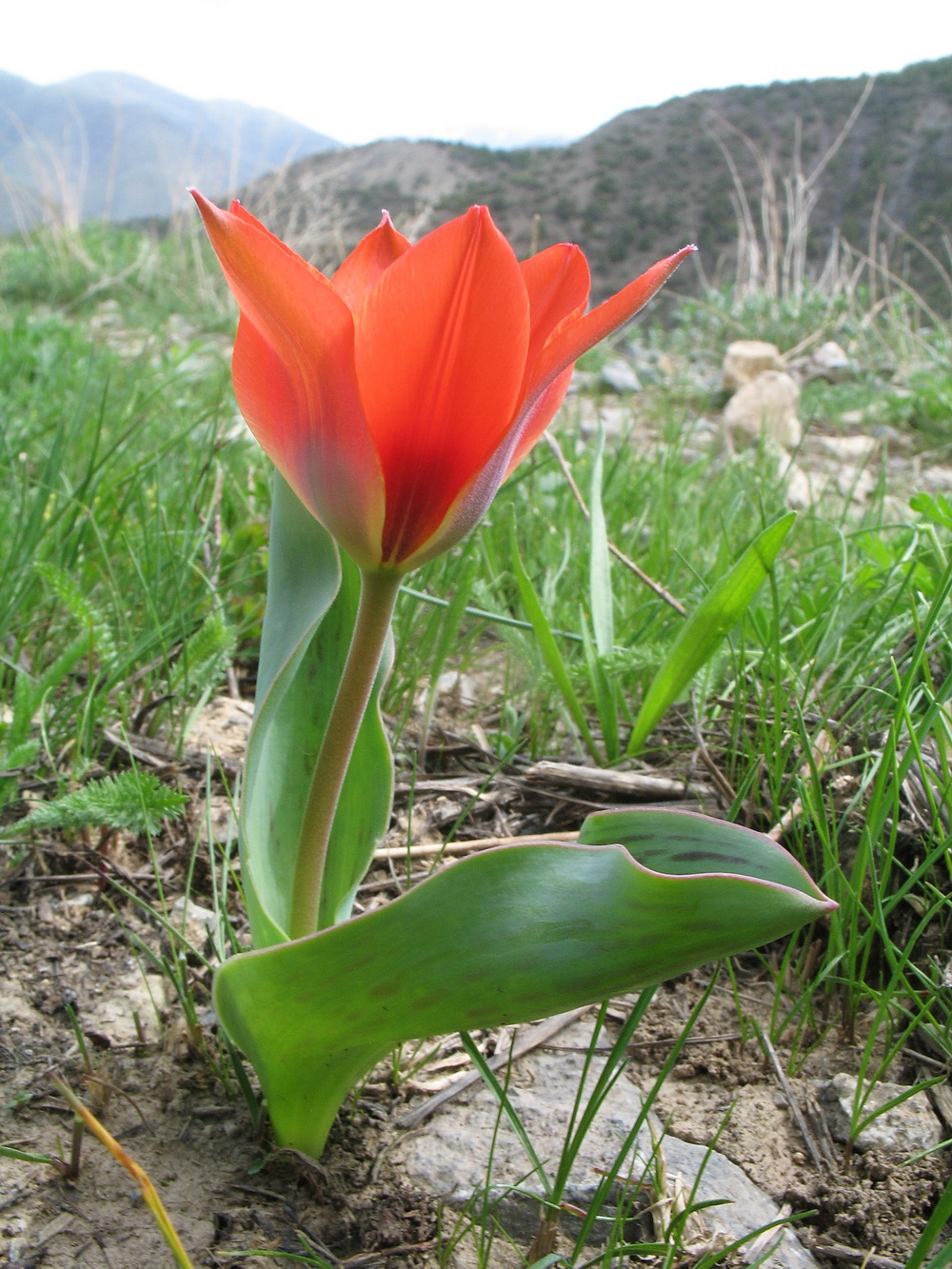 Image of genus Tulipa specimen.