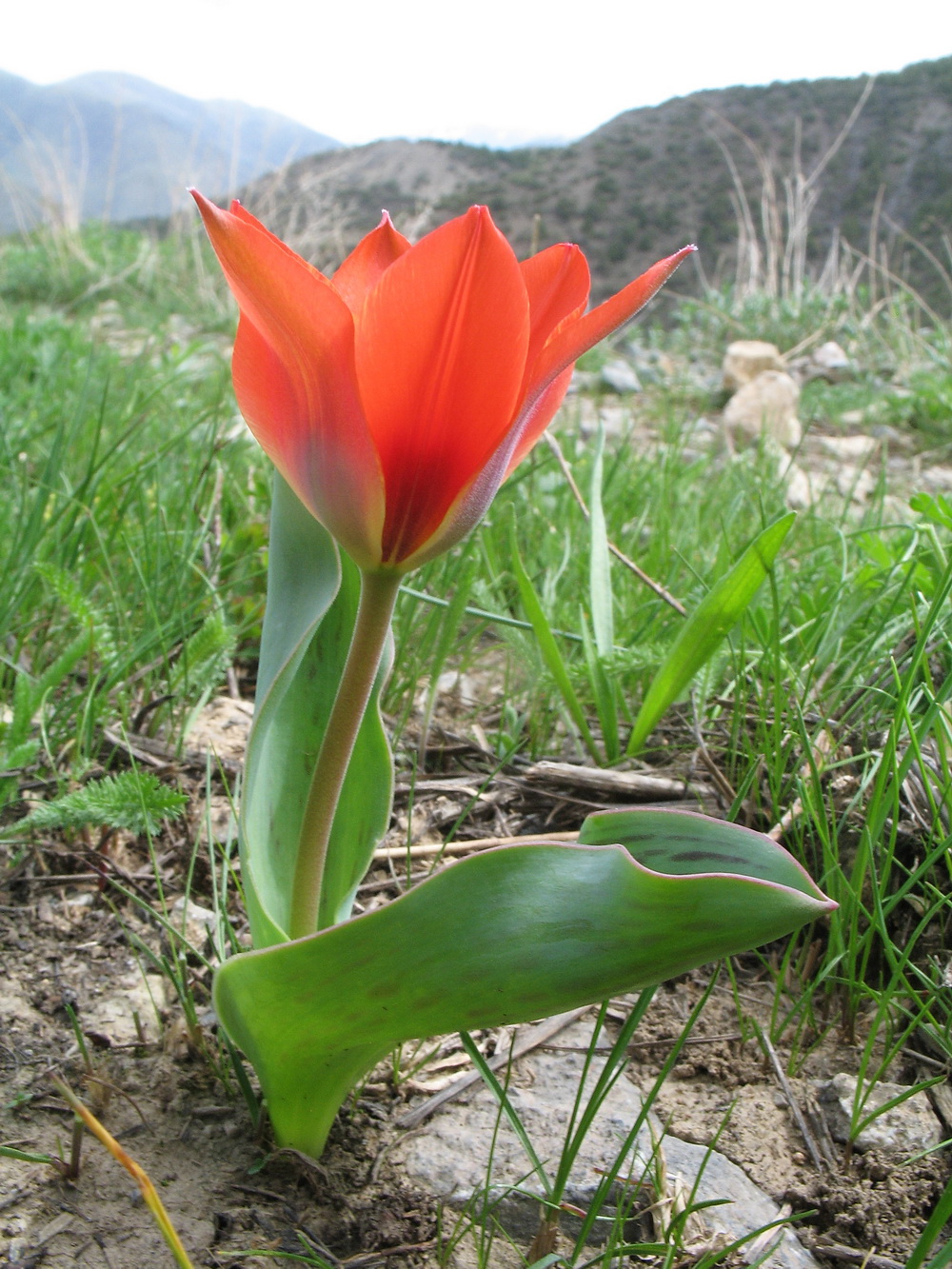 Изображение особи род Tulipa.