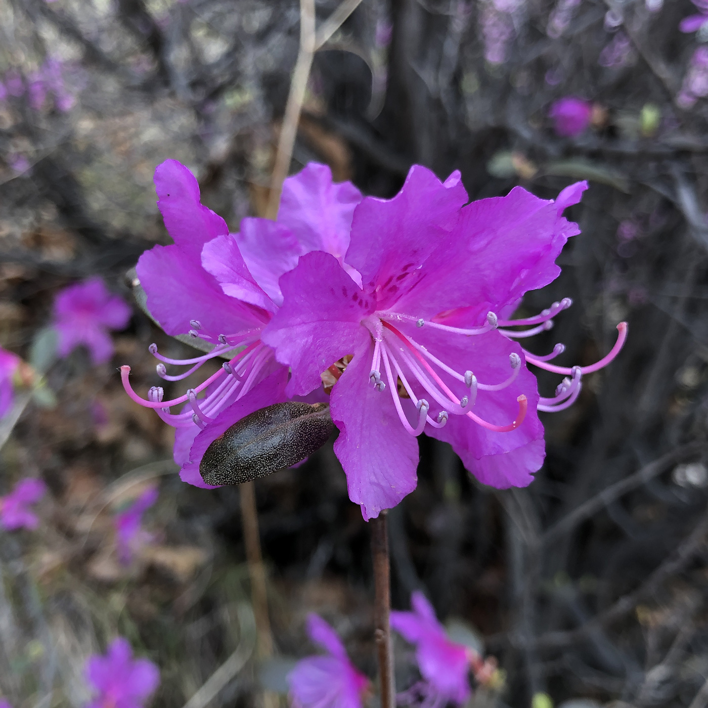 Image of Rhododendron dauricum specimen.