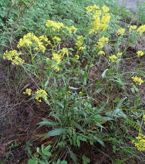 Image of Bunias orientalis specimen.