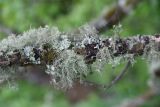 Usnea florida