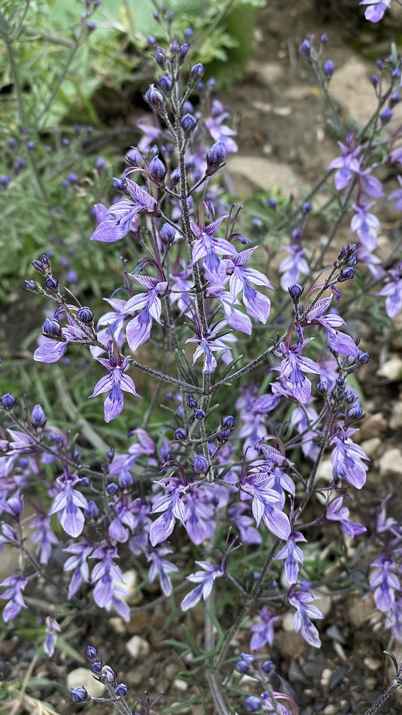 Изображение особи Teucrium orientale.