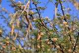 семейство Fabaceae. Ветви с плодами и соцветиями. Эфиопия, провинция национальностей и народов Юга, аураджа Северное Омо, национальный парк \"Mago\". 31.12.2014.