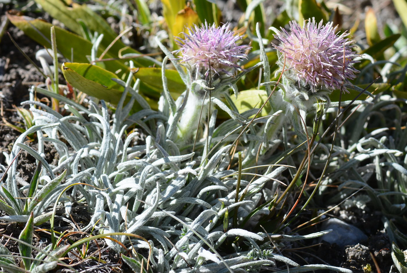 Изображение особи Saussurea leucophylla.