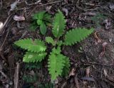 Pedicularis resupinata