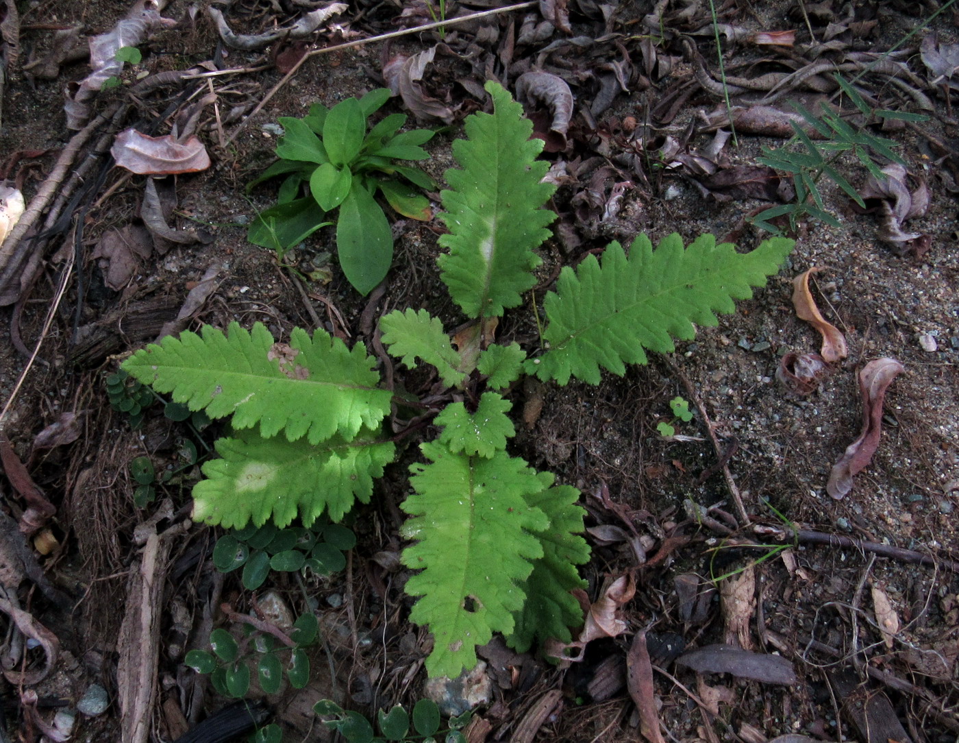 Изображение особи Pedicularis resupinata.