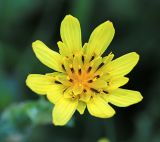 Tragopogon serotinus. Соцветие. Приморский край, г. Находка, ст. Находка, на ж.-д. путях. 21.08.2022.