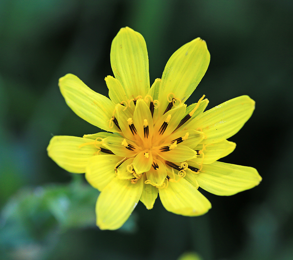 Image of Tragopogon serotinus specimen.