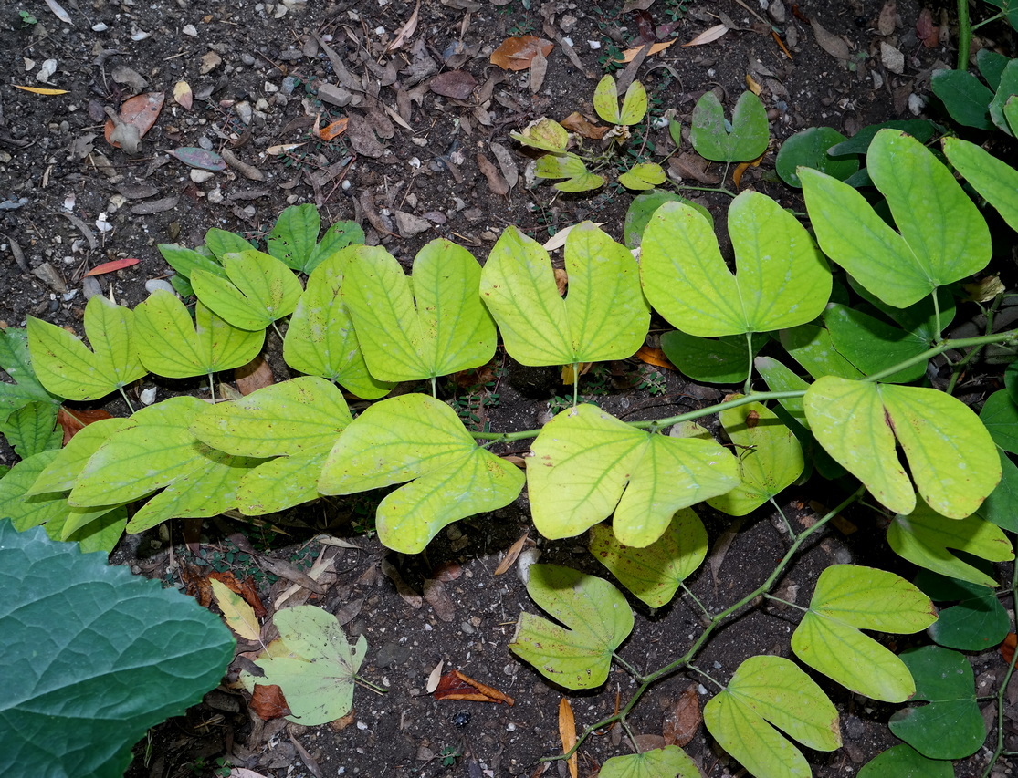 Image of genus Bauhinia specimen.