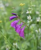 Gladiolus tenuis