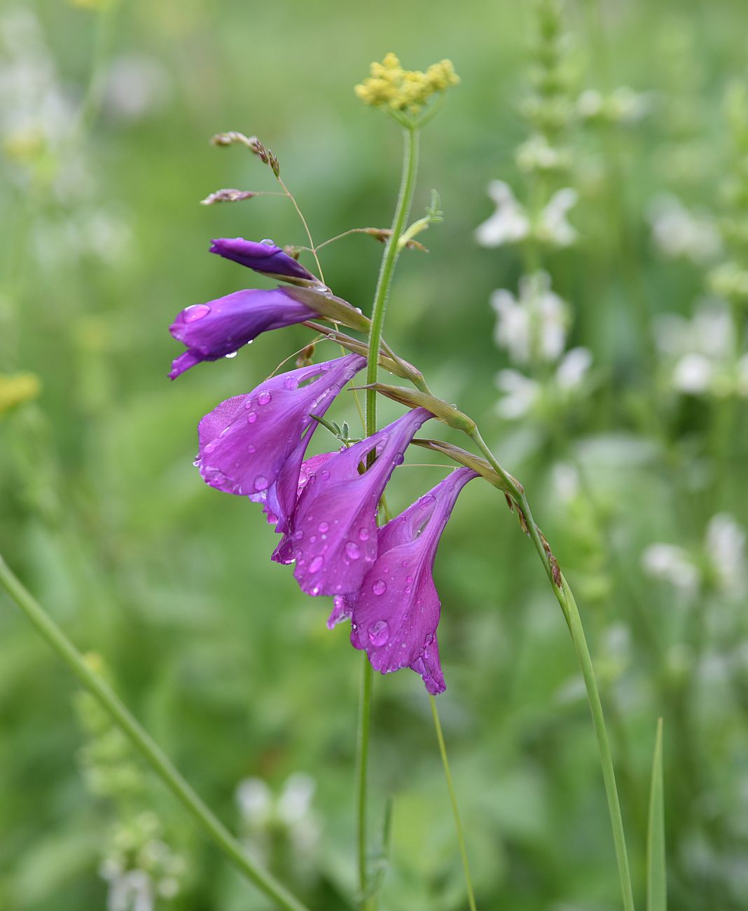 Изображение особи Gladiolus tenuis.