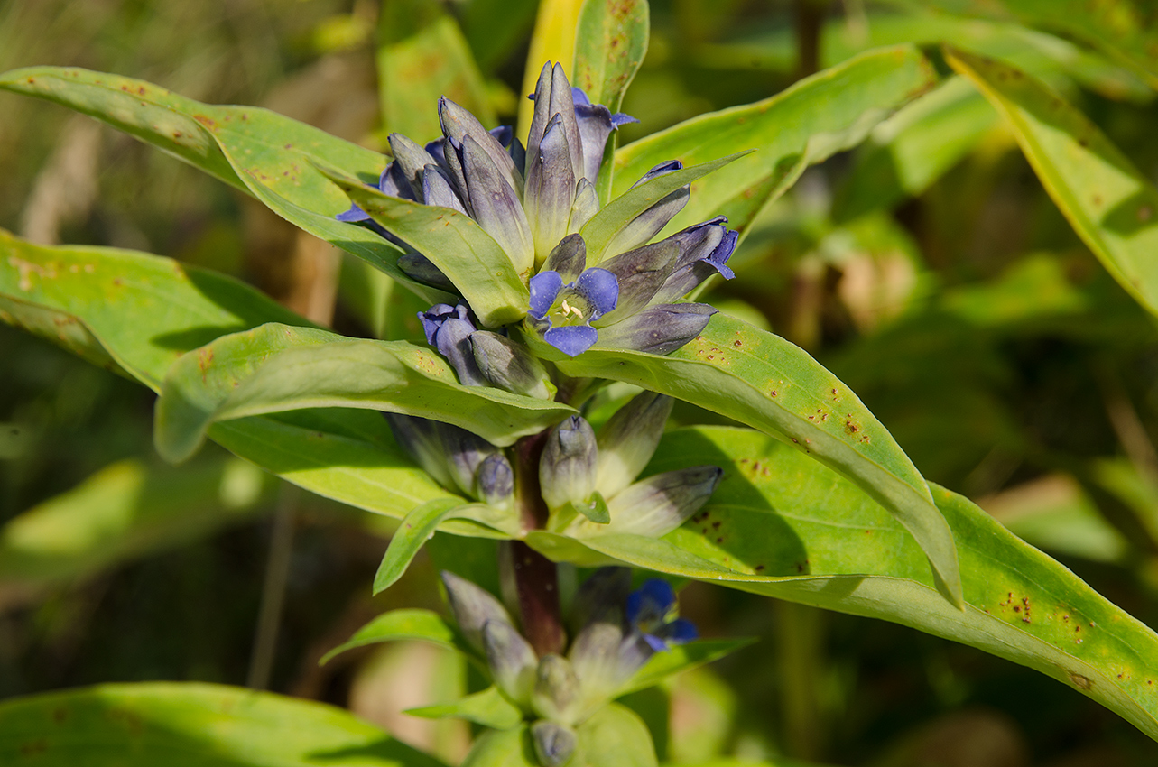 Изображение особи Gentiana cruciata.