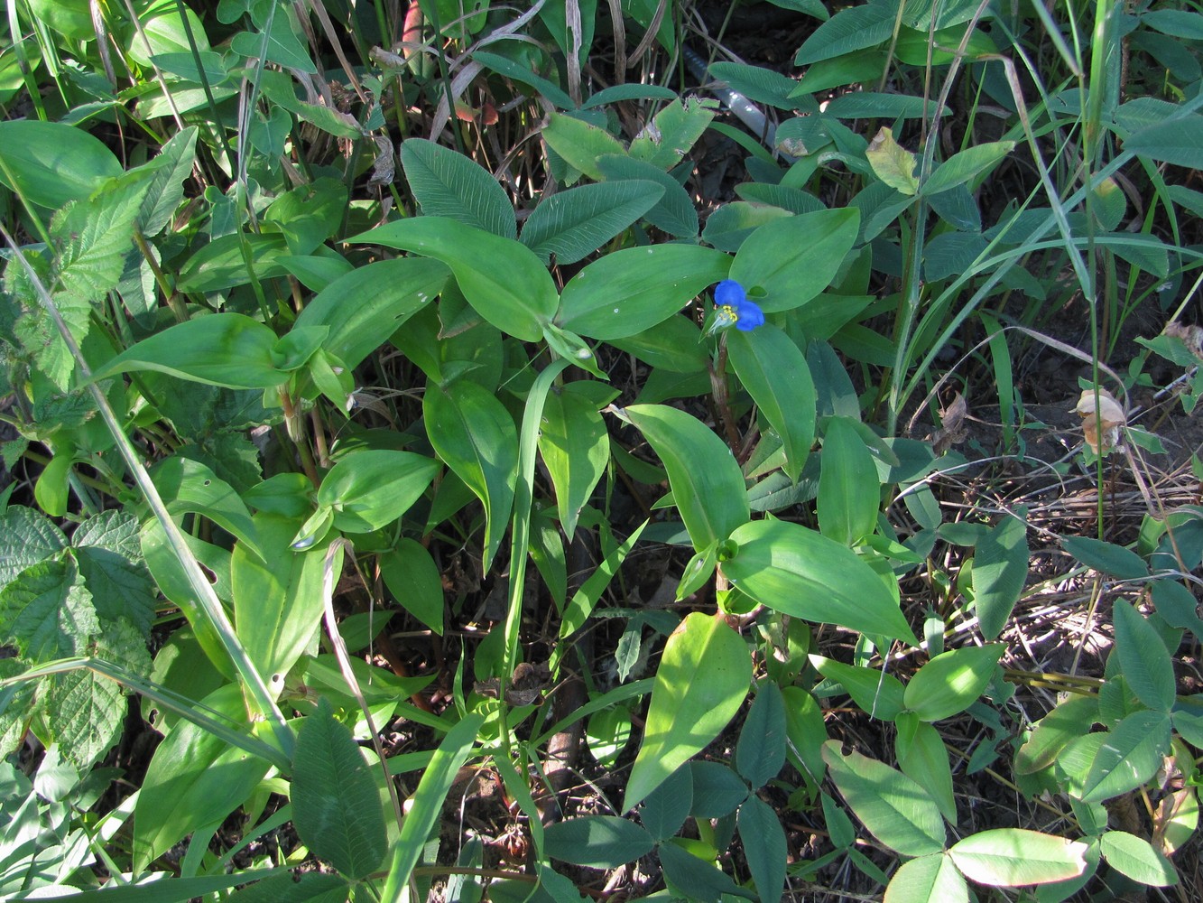 Изображение особи Commelina communis.