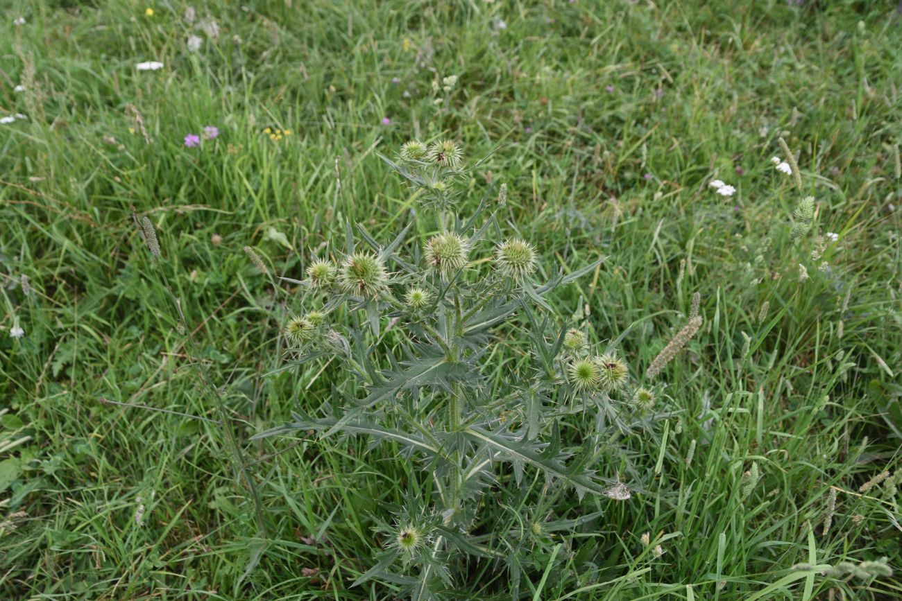 Image of genus Cirsium specimen.