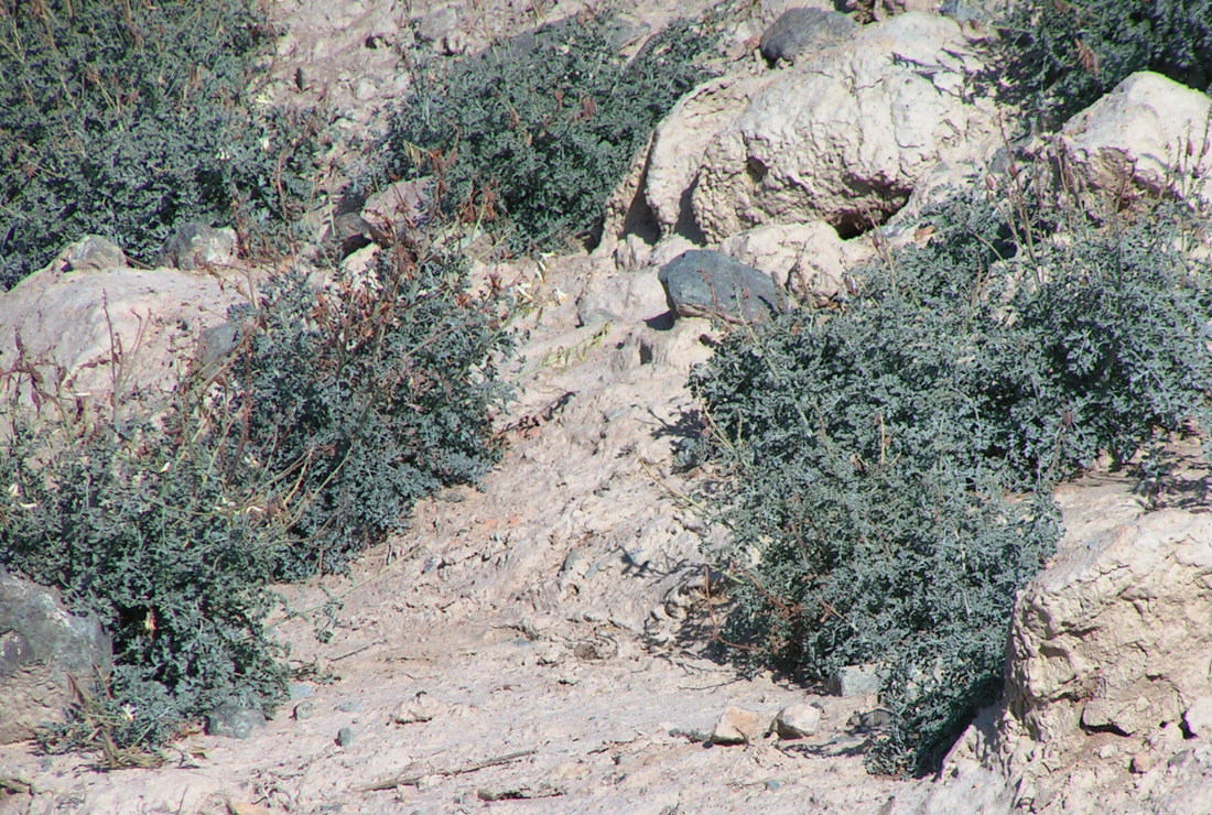 Image of Corydalis stricta specimen.