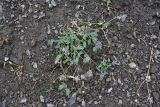род Astragalus