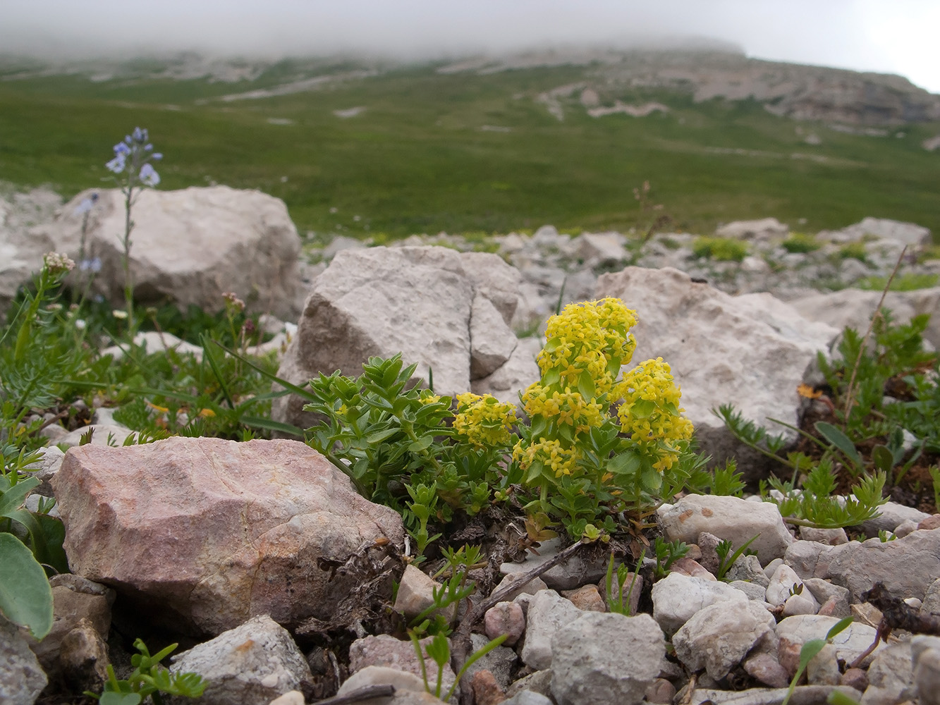 Изображение особи Cruciata valentinae.