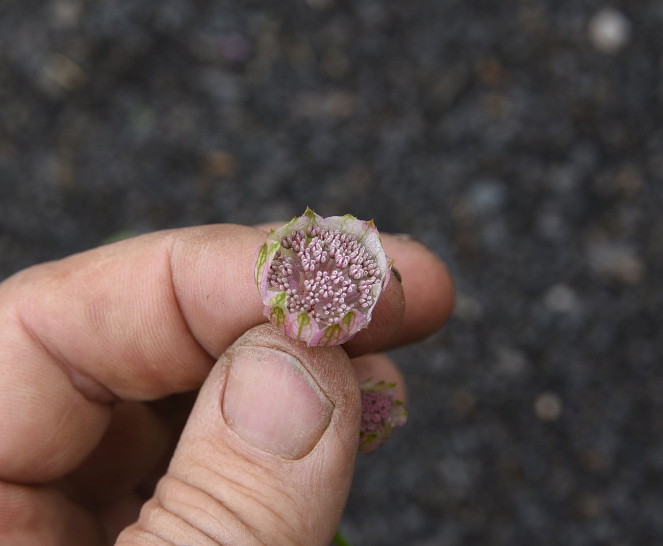 Изображение особи Astrantia maxima.