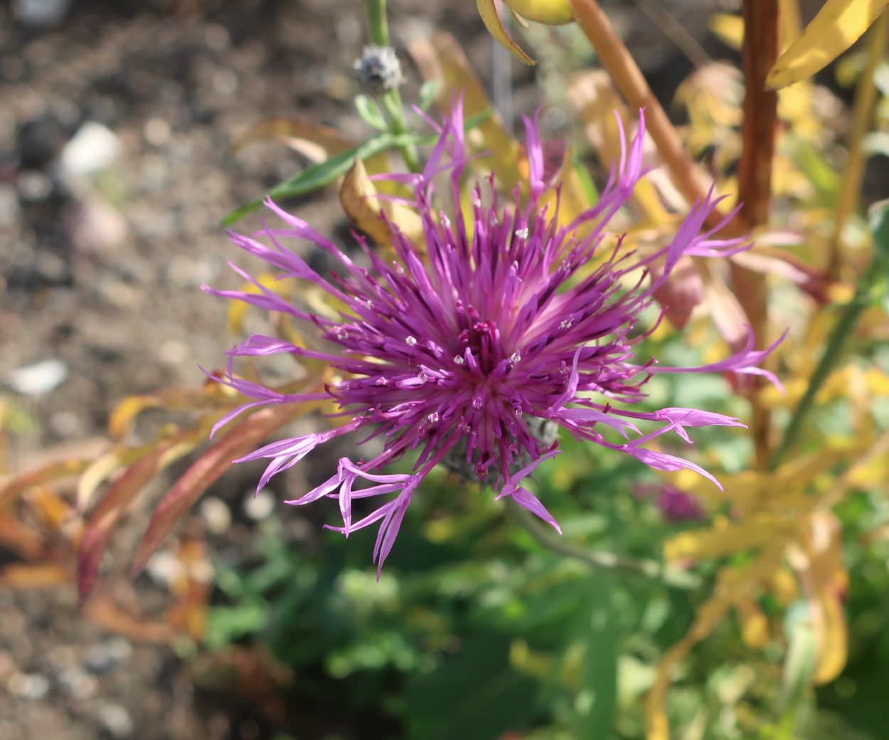 Image of Centaurea scabiosa specimen.