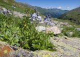 Veronica gentianoides