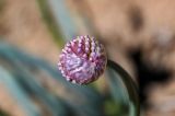 Allium carolinianum