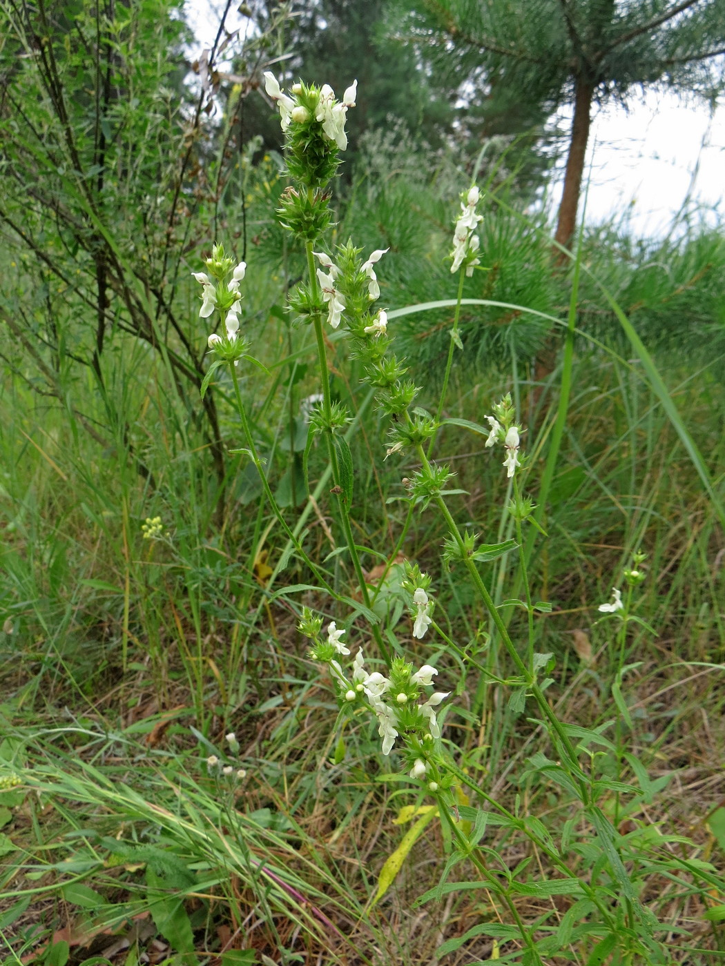 Image of Stachys recta specimen.