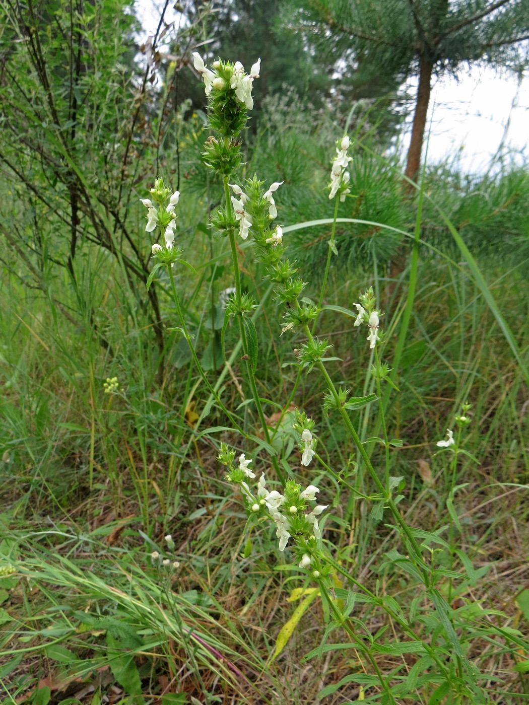 Изображение особи Stachys recta.