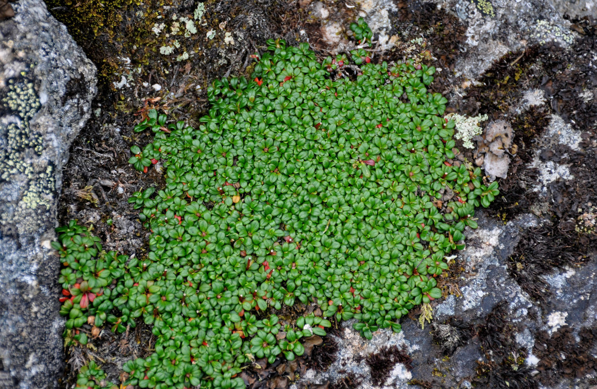 Image of Diapensia obovata specimen.