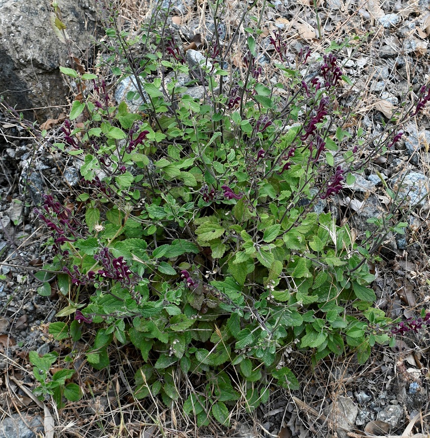 Image of Scutellaria cypria ssp. elatior specimen.