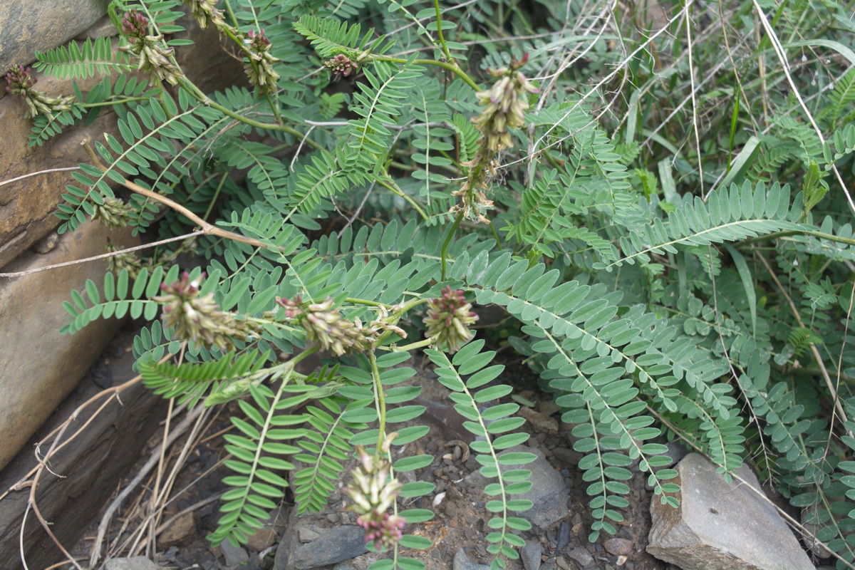 Image of familia Fabaceae specimen.